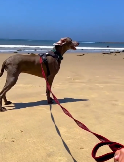 Depois que descobriu a doença, a família conseguiu o tratamento adequado para Harlow. A cadela é da raça Weimaraner, oriunda da Alemanha, e ela se recuperou plenamente.