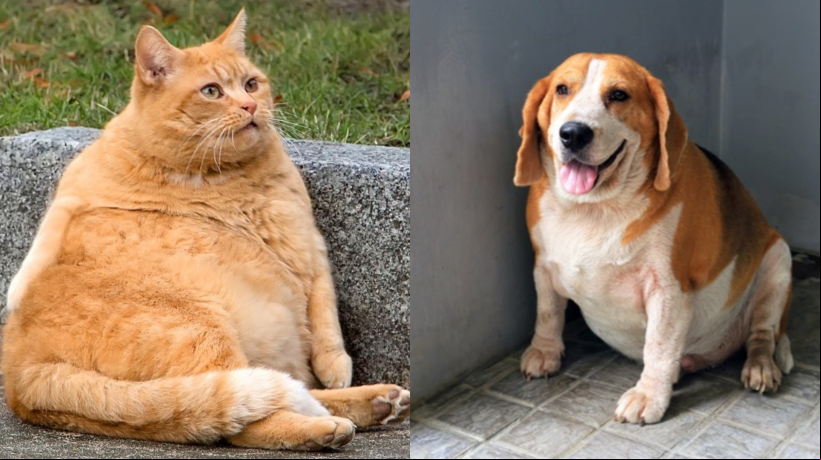 Obesidade em pets: situação pode diminuir qualidade de vida dos animais