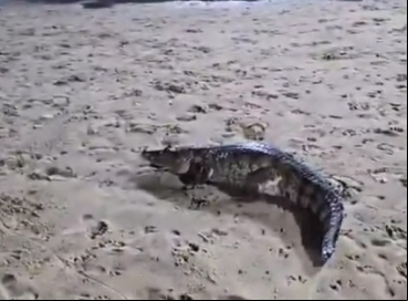 No vídeo, ao qual O POVO teve o, o animal a pela rede de proteção do que aparenta ser um campo de futebol e circula pelo local 