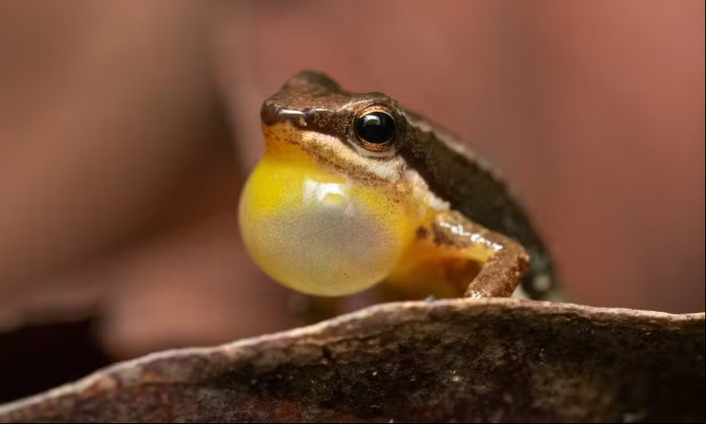 Ambientalistas que desenvolvem trabalhos no Cerrado querem que o sapo foguetinho seja símbolo da luta contra o desmatamento na região, que tem grande importância para o ecossistema brasileiro.