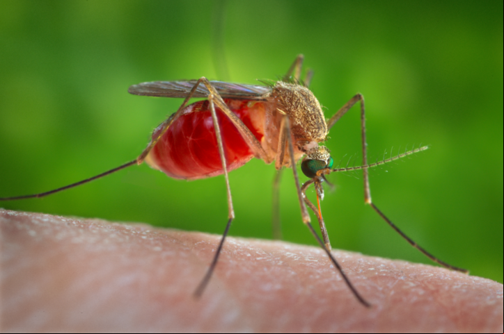No primeiro mês de 2025 o Brasil registrou 2.791 casos de febre oropouche. Dessas ocorrências de janeiro, 95% foram no Espírito Santo (2.652). O Rio de Janeiro teve 99 notificações e Minas Gerais, 30. 
