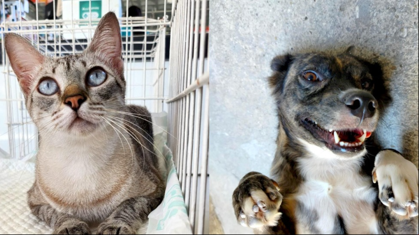 Órbita Blue realiza evento de adoção de pets em apoio ao Abril Laranja