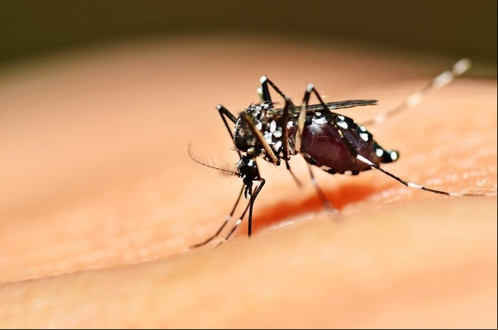 Não existe vacina ou tratamento específico para tratar a chikungunya. Ela é uma arbovirose transmitida pelo mosquito Aedes aegypti